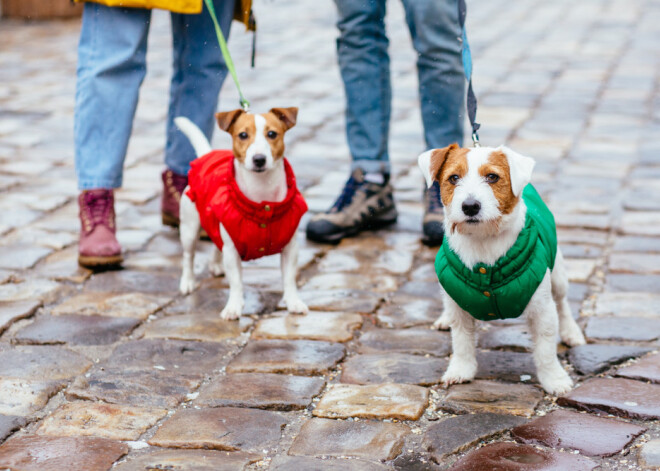 Mācies no savām kļūdām - horoskops visām zodiaka zīmēm svētdienai, 8. decembrim