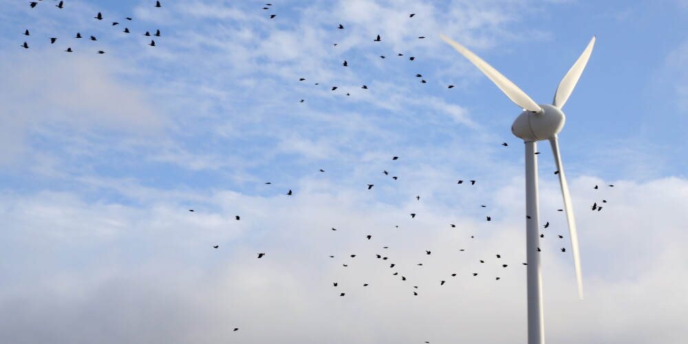 Латвия и Эстония планируют построить совместный парк ветрогенераторов в Рижском заливе