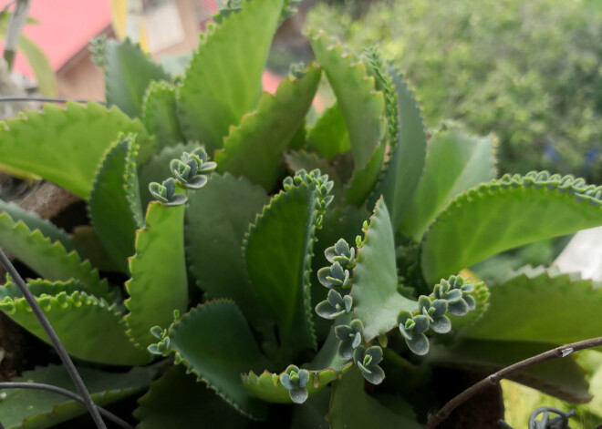 Populārs istabas augs, kurš var palīdzēt tikt galā ar veselu virkni dažādu kaišu