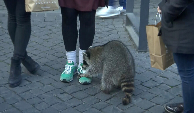 Vācijas iedzīvotājus pārsteigusi dzīvnieka drošā izturēšanās.