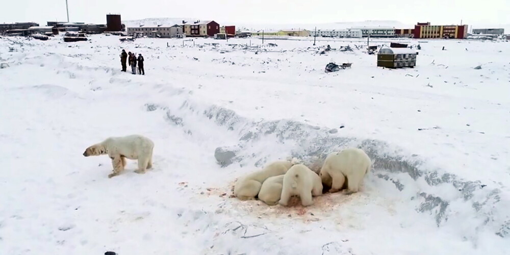 Puse no aptuveni 60 leduslāčiem sāk pamest Rirakipijas ciema apkārtni