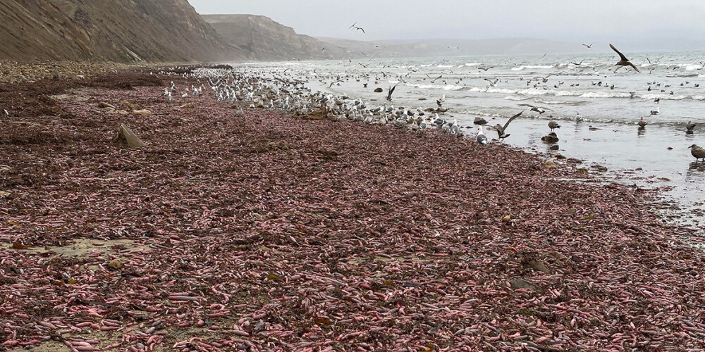 Neparasts fenomens: Kalifornijas pludmalē izskalotas tūkstošiem "peņa zivis"