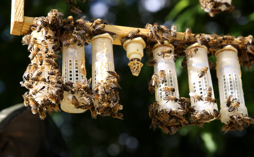EP prasīs samazināt pesticīdu daudzumu, lai glābtu Eiropas bites