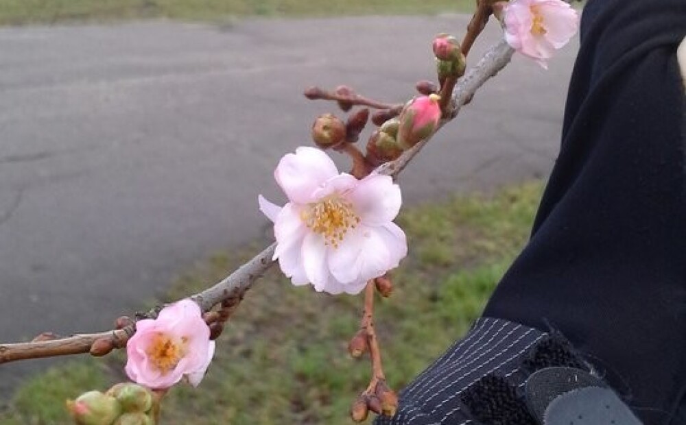 Rīdziniece 24.decembrī ierauga plaukstošas sakuras  - pavasara ziedu
