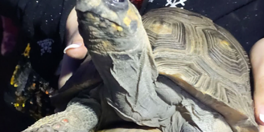 Dusmīgs bruņurupucis Ziemassvētkos aizdedzina savas mājas, bet tiek laimīgi izglābts