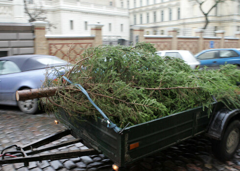 Предприятие Clean R в Риге обеспечит вывоз елок