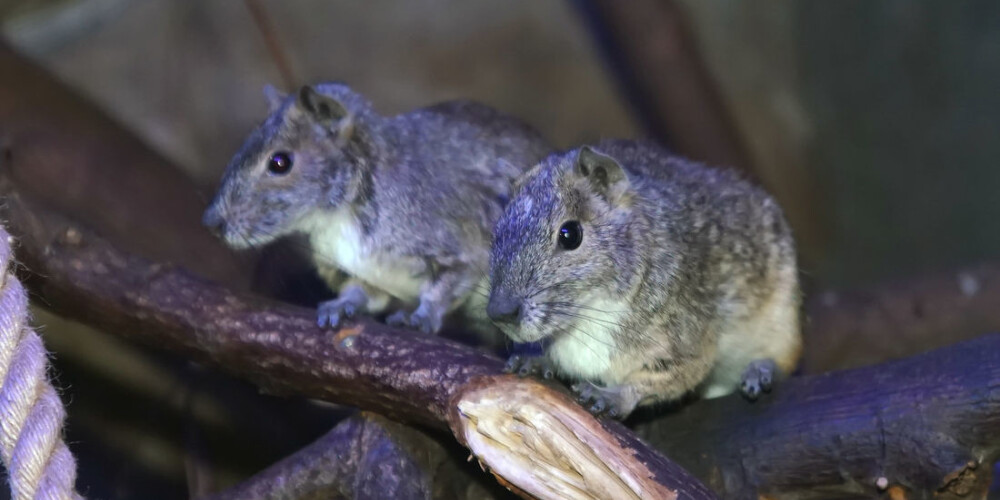 Родственники Белой Металлической Крысы в Рижском зоопарке: от маленьких до больших грызунов