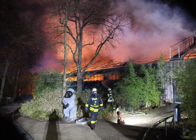 Gaisā palaistas ķīniešu laternas aizdedzinājušas zoodārzu Vācijā; bojā gājuši vairāk nekā 30 dzīvnieki