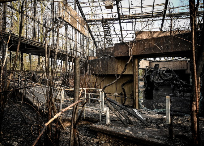 Ugunsgrēkā Vācijas zoodārzā bojā gājuši vairāk nekā 30 dzīvnieki