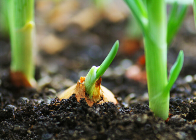 Zaļie vitamīni! Iestādi maurlociņus uz palodzes