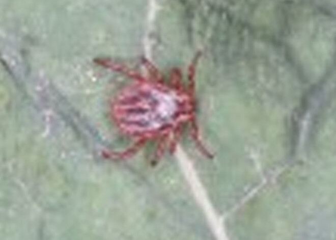 Par 2020.gada bezmugurkaulnieku izraudzīta ornamentētā pļavērce