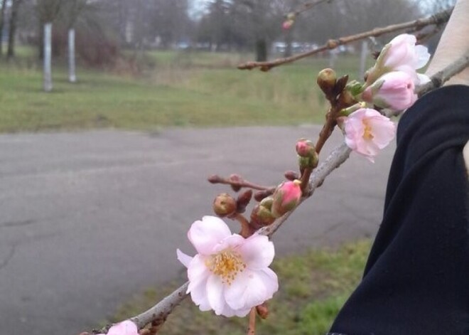 Ziemas kļūst arvien īsākas un ziedošākas