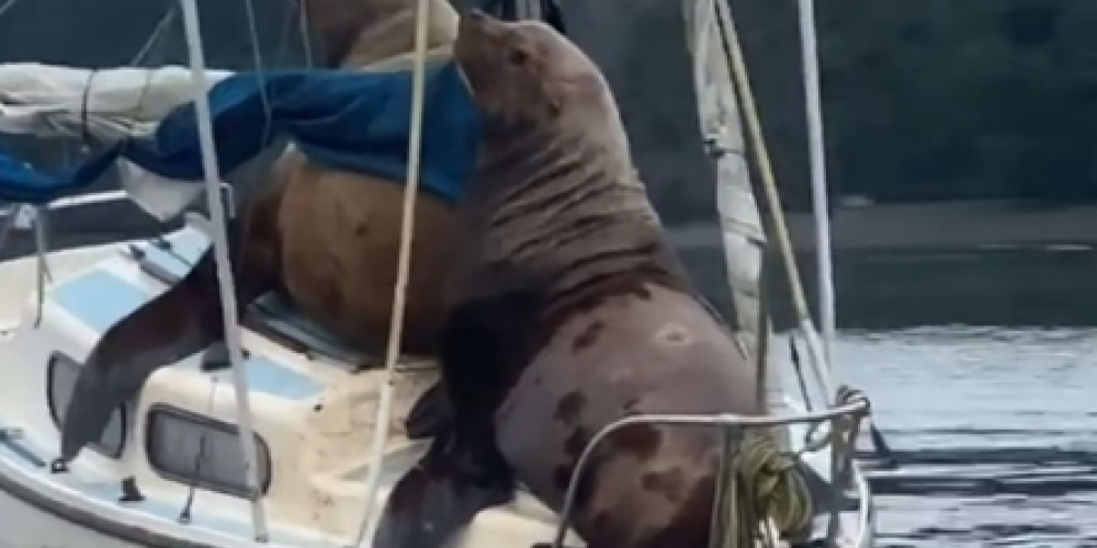 VIDEO: divas jūras lauvas "nozog" kuteri un vizinās