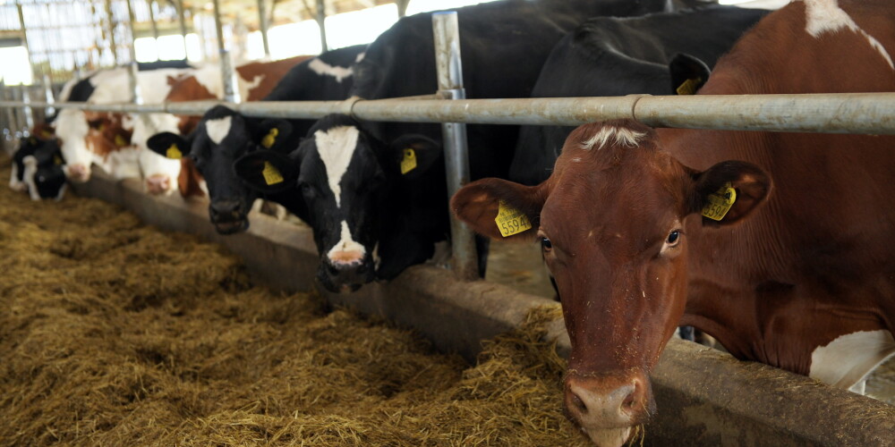 Latvijā izgudro, kā ar govīm ražot biodegvielu