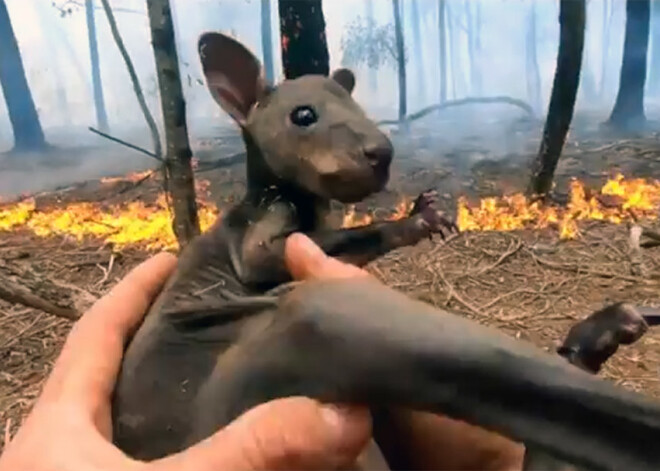 VIDEO: ugunsdzēsējs Austrālijā no savvaļas ugunsgrēka izglābj ķenguru mazuli