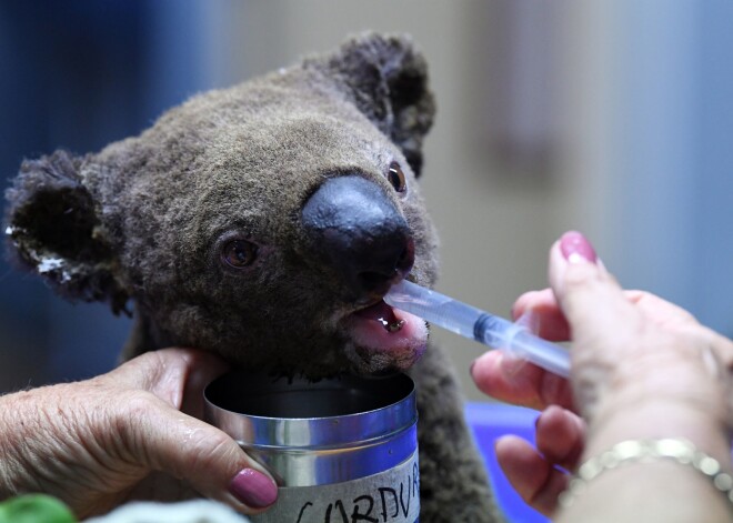 Nogalinātas 50 000 koalas, izmirušas veselas populācijas – Austrālijas uguns elle līdzi paņem augus un dzīvniekus