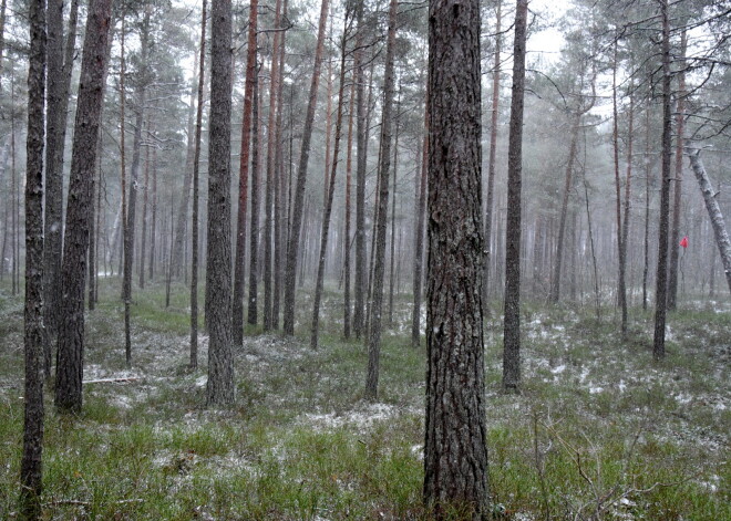 Sinoptiķi tuvākajā nedēļā sola janvārim neraksturīgus laikapstākļus