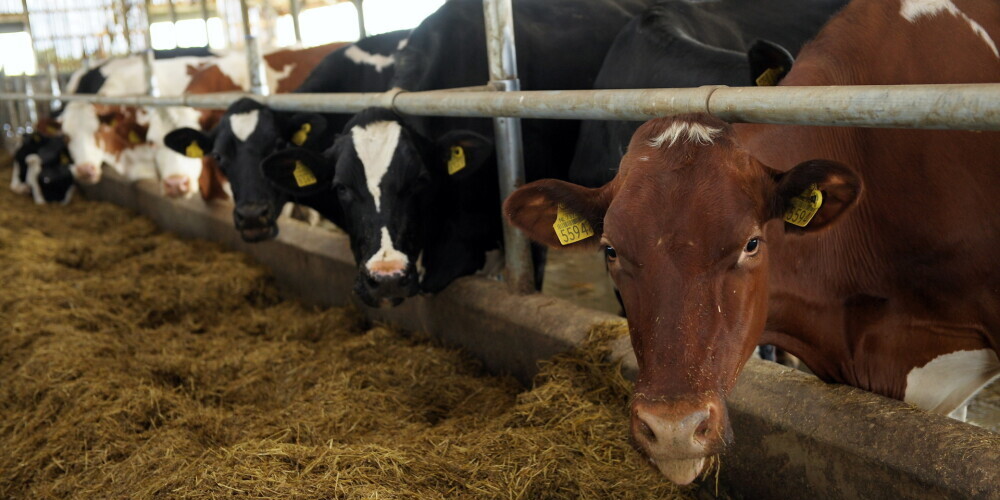 В Латвии придумали, как с помощью коров производить биотопливо