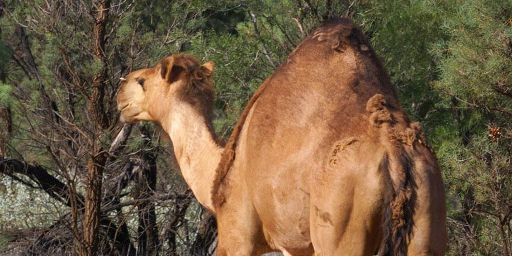 Ugunsgrēku dēļ Austrālijā tiek izšauti tūkstošiem kamieļu