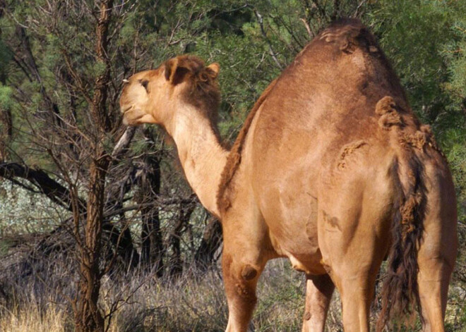 Ugunsgrēku dēļ Austrālijā tiek izšauti tūkstošiem kamieļu