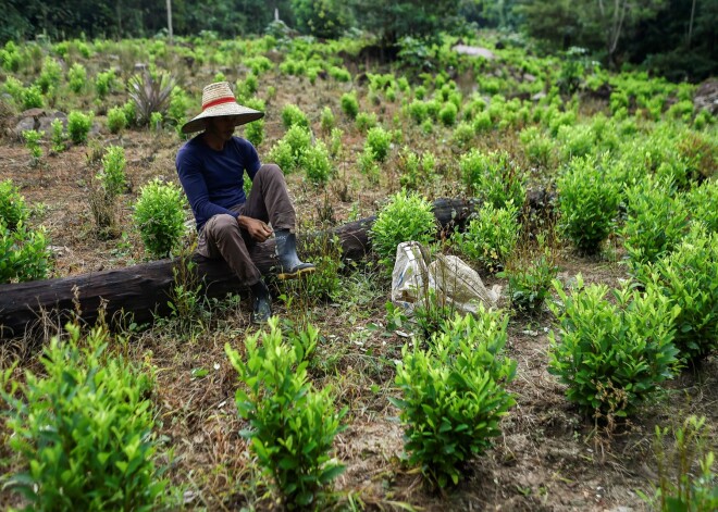 Kolumbija cīnās pret kokaīna ražotājiem, iznīcinot kokas auga plantācijas