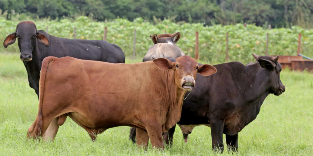 Lai glābtu klimatu, govis piebaro ar ķiplokiem