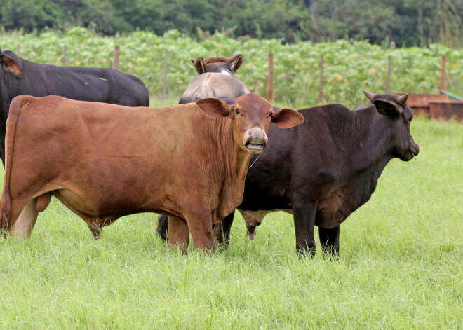 Lai glābtu klimatu, govis piebaro ar ķiplokiem