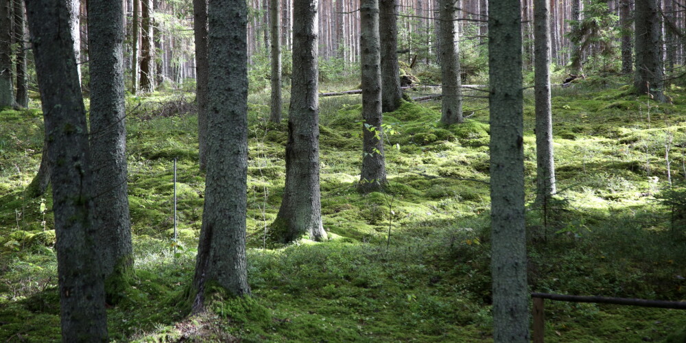 Mežu īpašniekiem Latvijā arvien vairāk ir tendence iesaistīties kooperatīvos