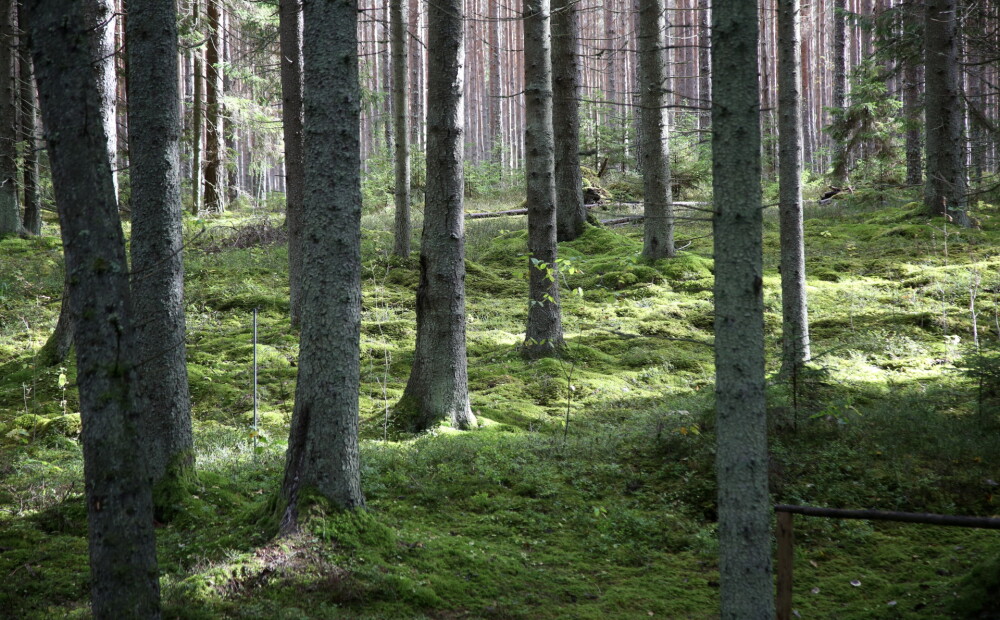 Mežu īpašniekiem Latvijā arvien vairāk ir tendence iesaistīties kooperatīvos