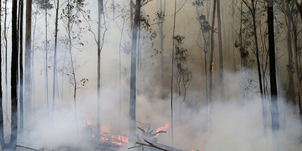 Valdība lems par 50 000 eiro piešķiršanu ugunsgrēkos cietušajiem Austrālijā