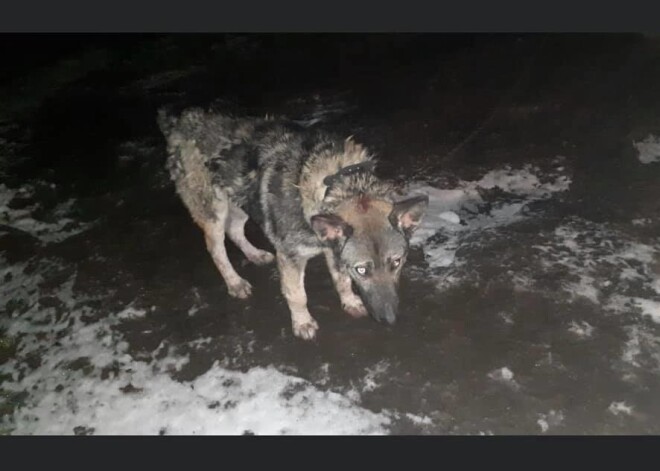Душераздирающая история Роки из приюта Mežavairogi: год от роду, вечность боли, есть ли будущее?