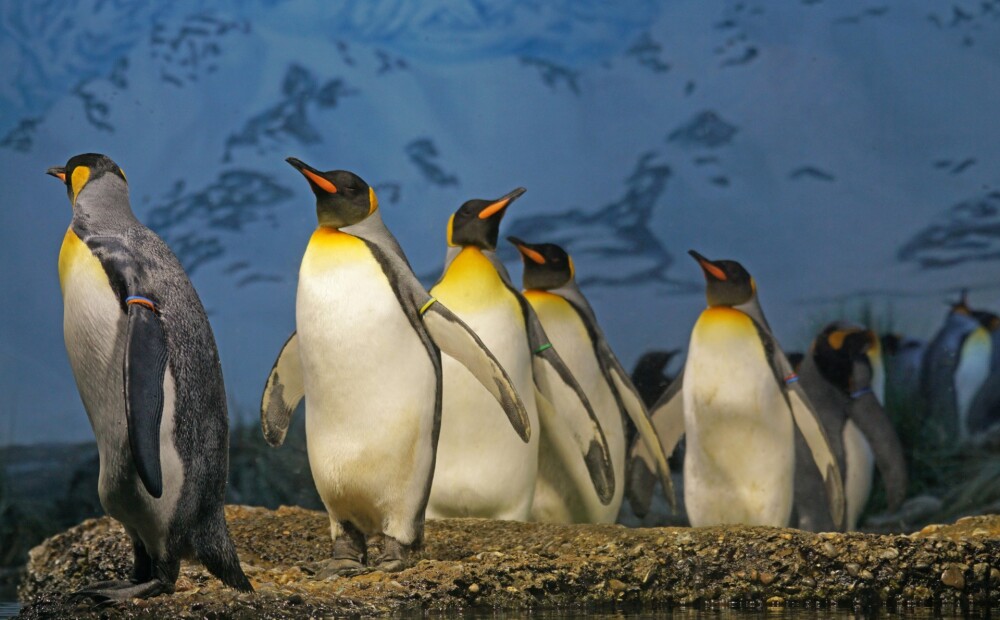 Kanādā ir tik auksts, ka ārā netiek laisti pat zooloģiskā dārza karaliskie pingvīni
