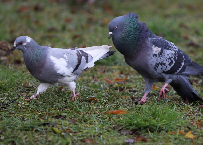 Laika prognoze piektdienai