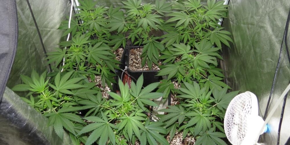 В Даугавпилсе нашли питомник марихуаны: подозреваемому грозит до пяти лет в тюрьме