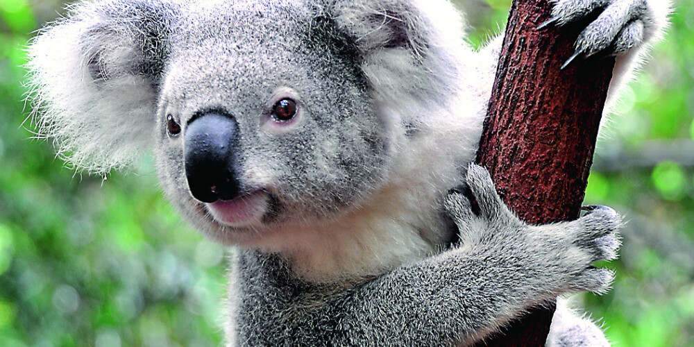 Новая напасть для коал: дожди разозлили аллигаторов в Австралии