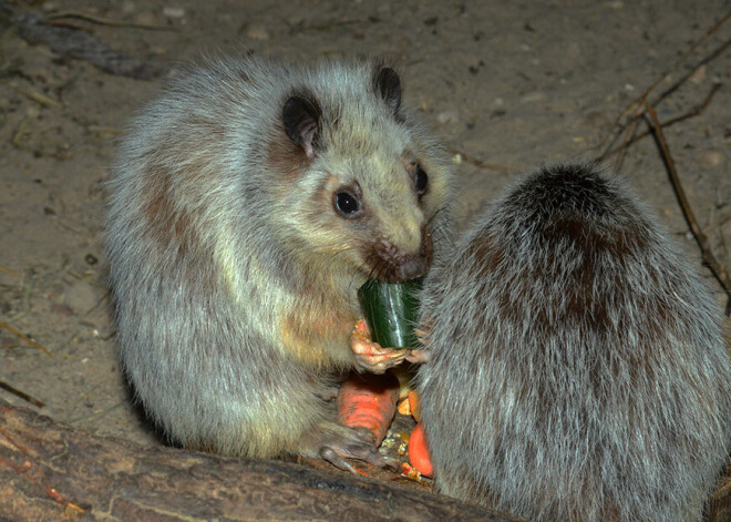 Животное года в Рижском зоопарке – филиппинская дымчатая крыса
