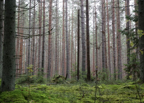 Daugavpils novada mežā operatīvi atklāts naftas produktu piesārņojums un novērstas tā sekas