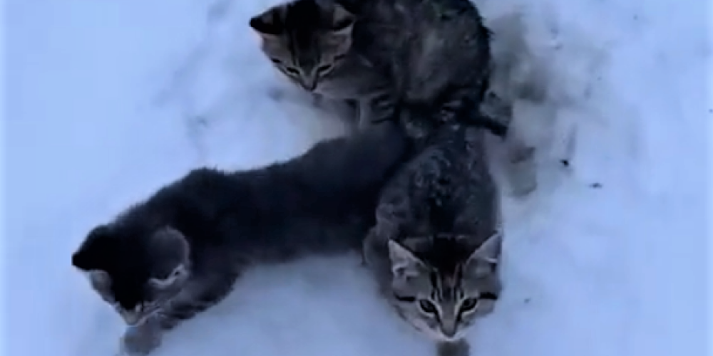VIDEO: garāmbraucējs Kanādā ar siltu kafiju izglābj sniegā iesalušus kaķēnus