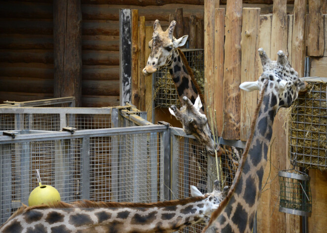 Крик души сотрудницы Рижского зоопарка: "Дикари, не приходите!"