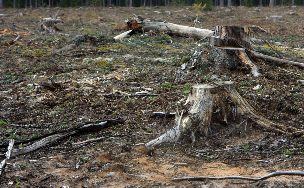 Ministrija ignorēs iebildumus pret koku ciršanas noteikumu maiņu un virzīs tos tālāk