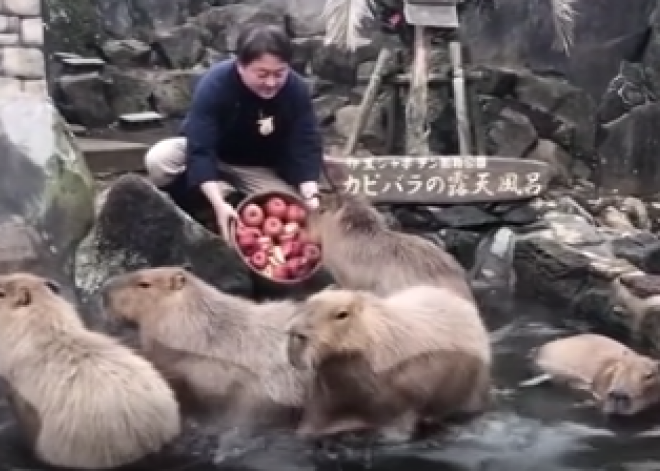 VIDEO: Japānas zoo ar karstām vannām palīdz pārlaist ziemu pasaulē lielākajiem grauzējiem