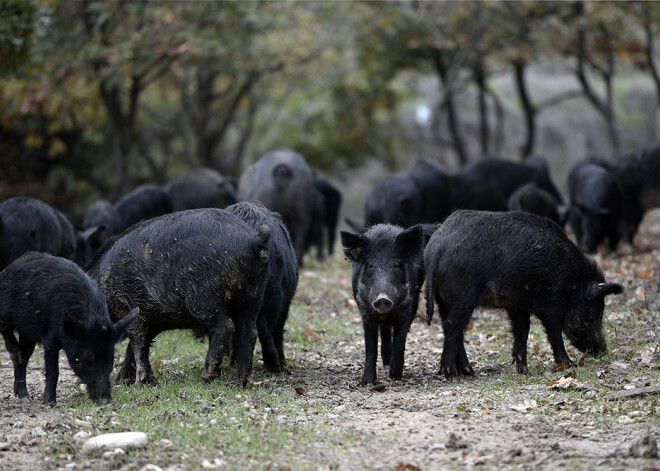 Grieķijā konstatēts pirmais saslimšanas gadījums ar Āfrikas cūku mēri