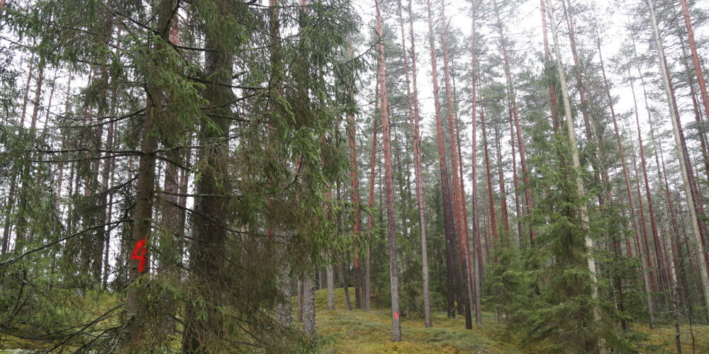 VVD vēl gaida iesaistīto pušu paskaidrojumus par meža piesārņošanu Daugavpils novadā