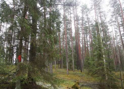 VVD vēl gaida iesaistīto pušu paskaidrojumus par meža piesārņošanu Daugavpils novadā