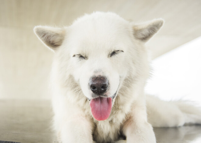 Сон с белой собакой сулит что-то очень хорошее: обычаи и приметы на 8 февраля