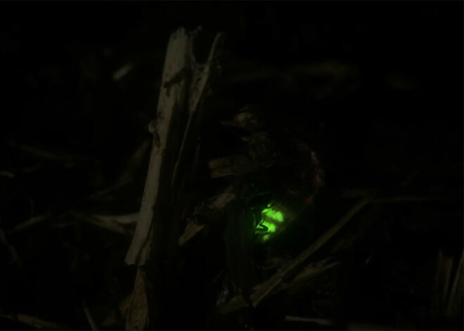 Tiem, kuri vēl nav redzējuši jāņtārpiņus - jāpasteidzas, jo viņi drīz izmirs