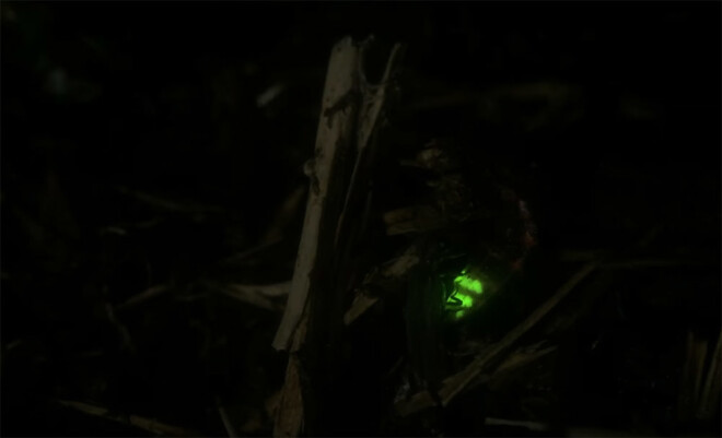 Latvijā mājo 2 sugas: jāņtārpiņš (Lampyris noctiluca) un mazais jāņtārpiņš (Phosphaenus hemipterus).