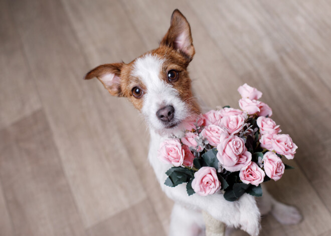 Šonedēļ esiet gatavi zelta vidusceļam: horoskops visām zodiaka zīmēm 10.-16.02.