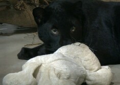 Видели в подъезде: новые детали о черной пантере из квартиры на Сканстес