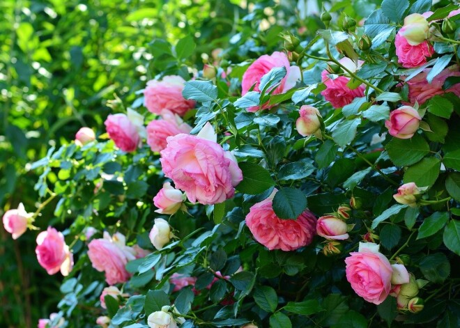 Почему в Латвии не обрабатывают химикатами парки против клещей?